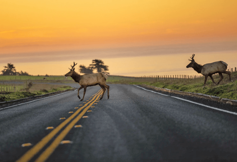 Research: Permanent Daylight Savings Time Could Save Human and Animal Lives on Our Roads