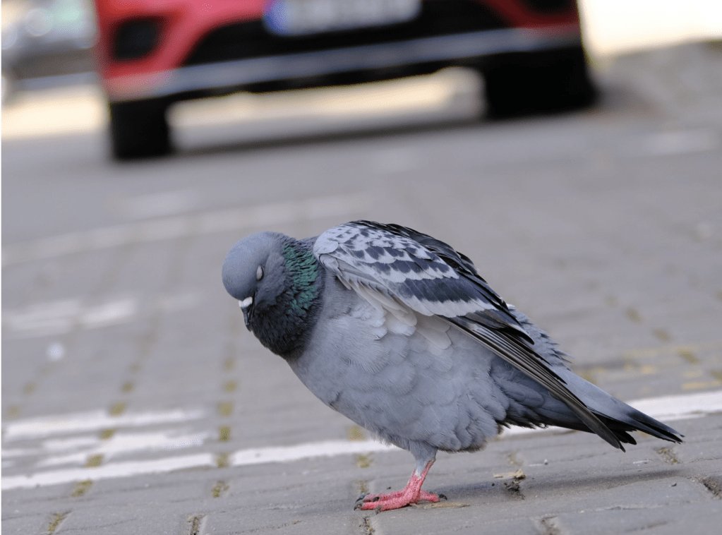 Car Noise Pollution is Worse in Redlined Neighborhoods — And Not Just for Humans