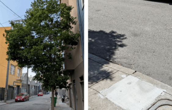 Study: Why Can’t San Francisco Plant More Street Trees?